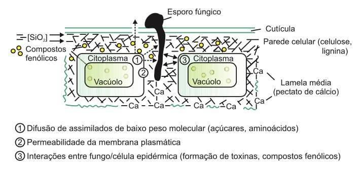 Representação esquemática da penetração de uma hifa de fungo na superfície da folha em direção à camada de células epidérmicas (via apoplasto) e alguns fatores que afetam a penetração e a taxa de crescimento da hifa intimamente relacionados com a nutrição mineral.