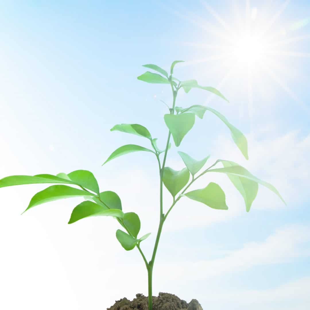 https://www.agrotecnico.com.br/wp-content/uploads/2021/07/nature-sprout-dirt-young-seedling-1080x1080.jpg
