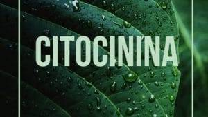 citocinina