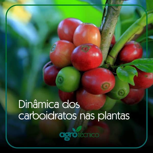 carboidratos nas plantas