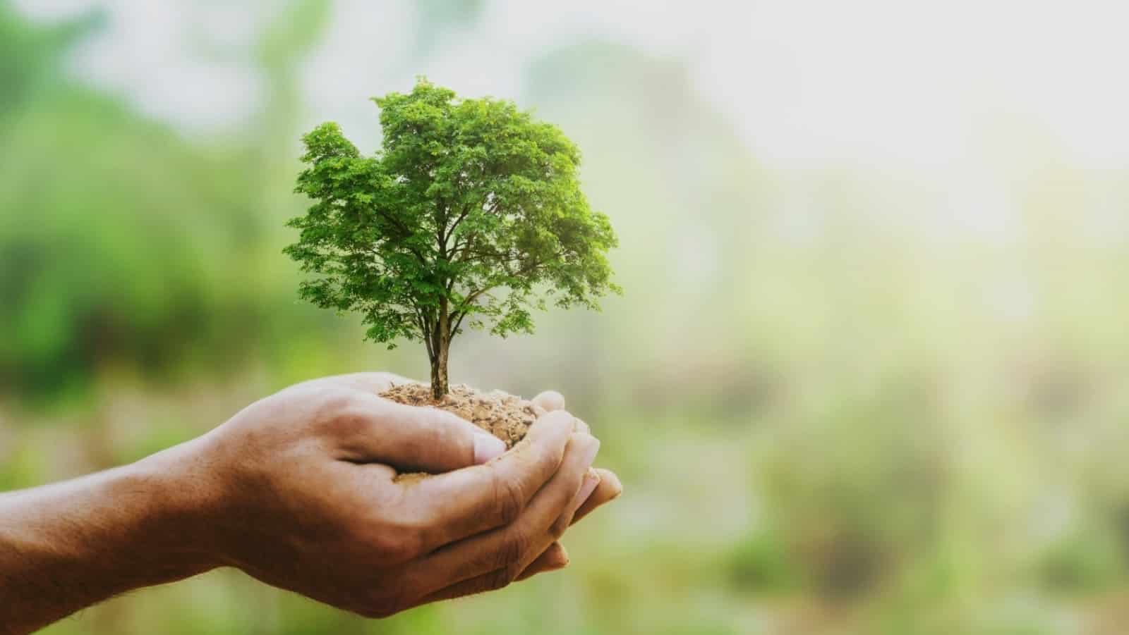 Como a agricultura sustentável pode salvar o meio ambiente | Agrotécnico