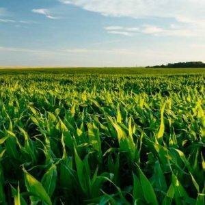 O que é agricultura de precisão e como ela pode ajudar na produção agrícola?